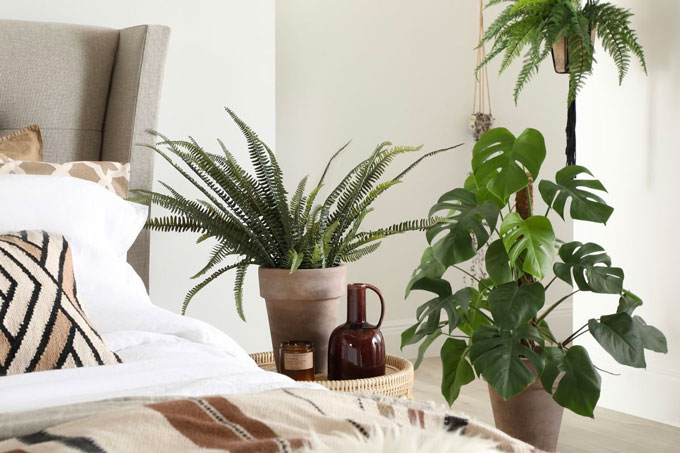 bedroom-plants