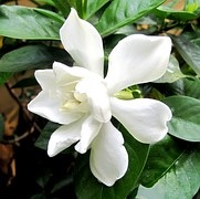 gardenia-bedroom-plants