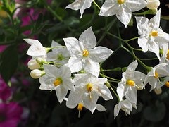 jasmine-bedroom-plants