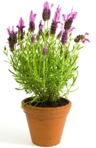 lavender-bedroom-plants